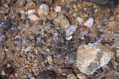 Cyanotis fasciculata